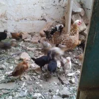 مرغ گلین لری با جوجه