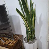 پتوس سانسوریا بنسای بنجامین