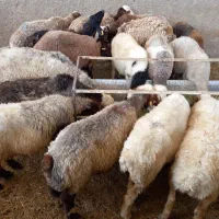 گوسفند زنده بره.نذری.چک