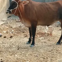 گاو