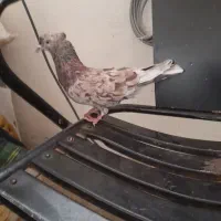 سرور نر پرش بالا ب شرط
