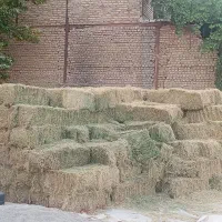 خوراک دام پیشوا