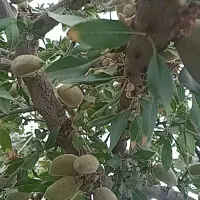 بادام‌‌شما‌را‌‌سر درخت‌‌می‌خرم