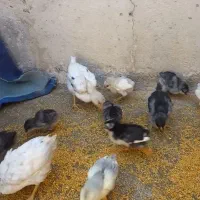جوجه گلین طوسی