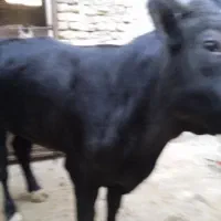 گوساله نر جنس عالی.