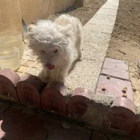 پودل مالتیز سفید کرم