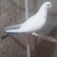 چندتا کفترخوب پرشی شکارشب