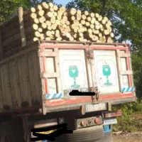 خرید چوب به صورت نقدی