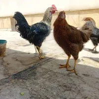 مرغ و خروس