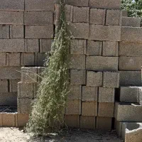 بذر یونجه اعلا اعلا9/5تن علف خشک در هکتار