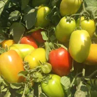 گوجه|گل و گیاه طبیعی|اقلید, |دیوار