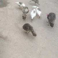 بوقلمون محلی و جوجه محلی