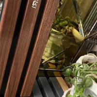 ترمووال پنل آکوستیک