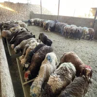 بره چاق تخت پرواری