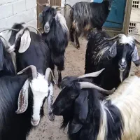 حیوان برای قربان