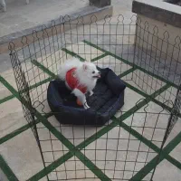 پارک سگ در 3 اندازه 4و6و8 ضلعی