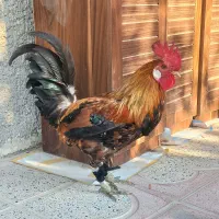 فروش خروس