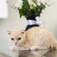گربه اسکاتیش