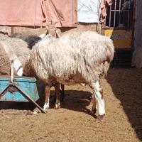 میش|حیوانات مزرعه|بیرجند, |دیوار