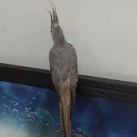 عروس هلندی ماده