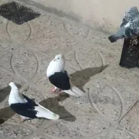 کبوتر