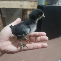 جوجه مرغ خروس مرندی برهما گلین رنگی ماشینی