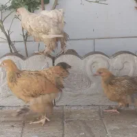 ۱۴تا جوجه برهما درشت فروشی