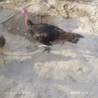 بوقلمون نر