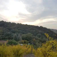 باغ اناربا ویوی جنگل