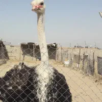 کهره بره گاو گوساله بزه میش