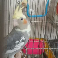 عروس هلندی نر
