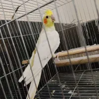 عروس هلندی نر