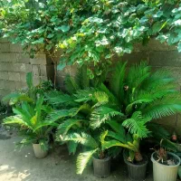 سیکاس
