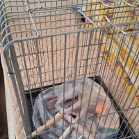 قفس کاسکو