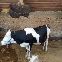 گاو جوان نژاد اصیل