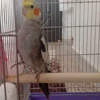 عروس هلندی  نر
