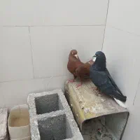 دم سفید
