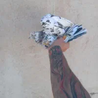 کفتر گرفتنی کبکی***