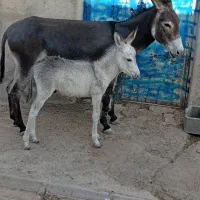 الاغ ماده بایک کره نر