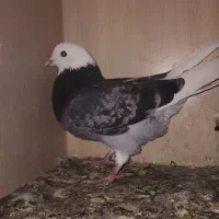 ۳عدد کفتر ۲تا نر یه ماده شازد سبز جفت نر