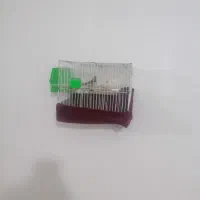 فنچ|پرنده|مشهد, درزآب|دیوار