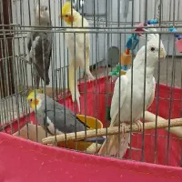 عروس هلندی سخنگو
