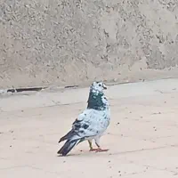کفتر