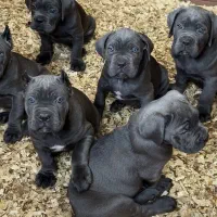 سگ/کن کورسو