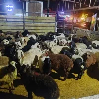 فروش گوسفند زنده و معاوضه با ملک وخونه