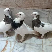 3تا جوجه طوقی مفت