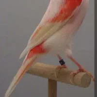 جوجه قناری