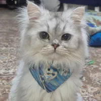 گربه بریتیش
