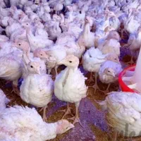 نیمچه بوغلمون