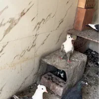 ماده مخملی کلایی لخت پا